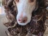 Our Mascot Joey and his Wig